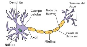 400px-Neurona_svg