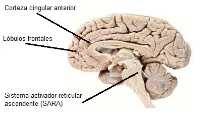Cerebro atencional
