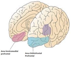 Areas encargadas de identificar y Controlar las Emociones